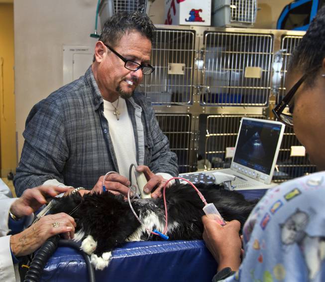 Dr. Bruce Henault conducts a feline echocardiogram and draws out fluid with the assistance of Dr. Heather Zamzow at A Cat Hospital on Wednesday, Dec. 18, 2013.